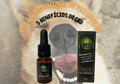 5 benefícios do CBD para o teu animal de estimação