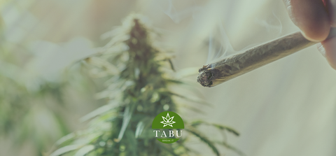 Flores de 10-OH: A Nova Geração das Flores mais vendidas (HHC)