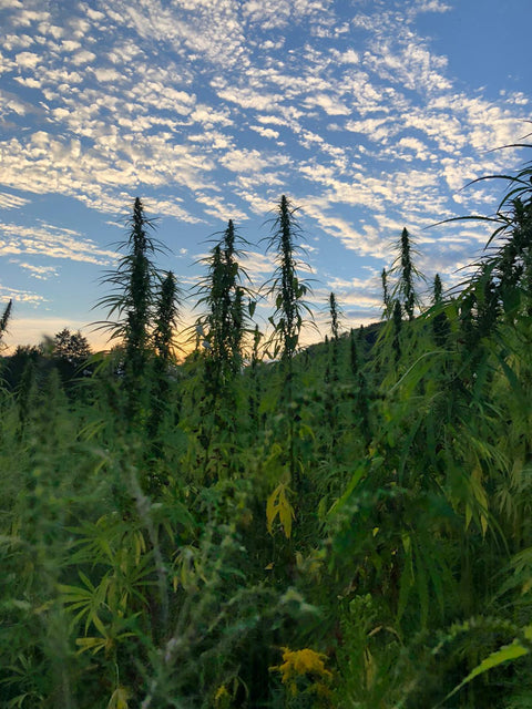 Achas que Sabes Quais São as Aplicações Terapêuticas do CBD? Pensa Outra Vez!