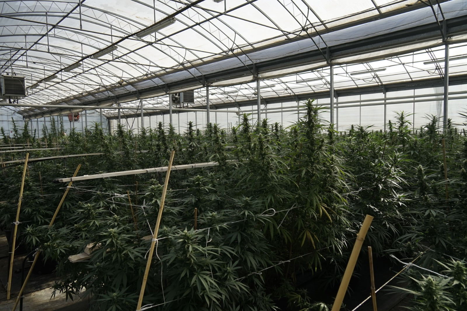 Como explicar aos teus pais a diferença entre Cânhamo e Marijuana?