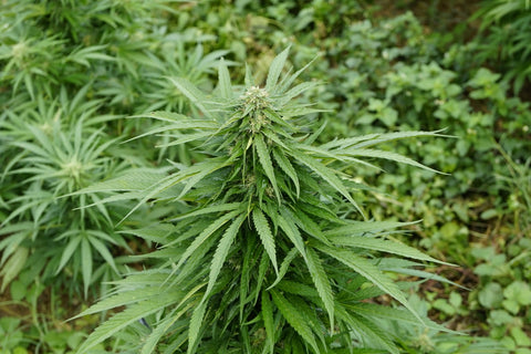 canabis cbd tabu strain casta plantaçao flores