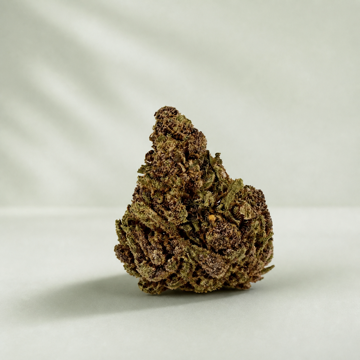 Champagne Kush CBD sur fond inspiré Beldia avec ombre réaliste unique